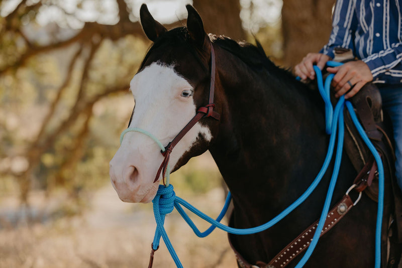 Halters & Leads