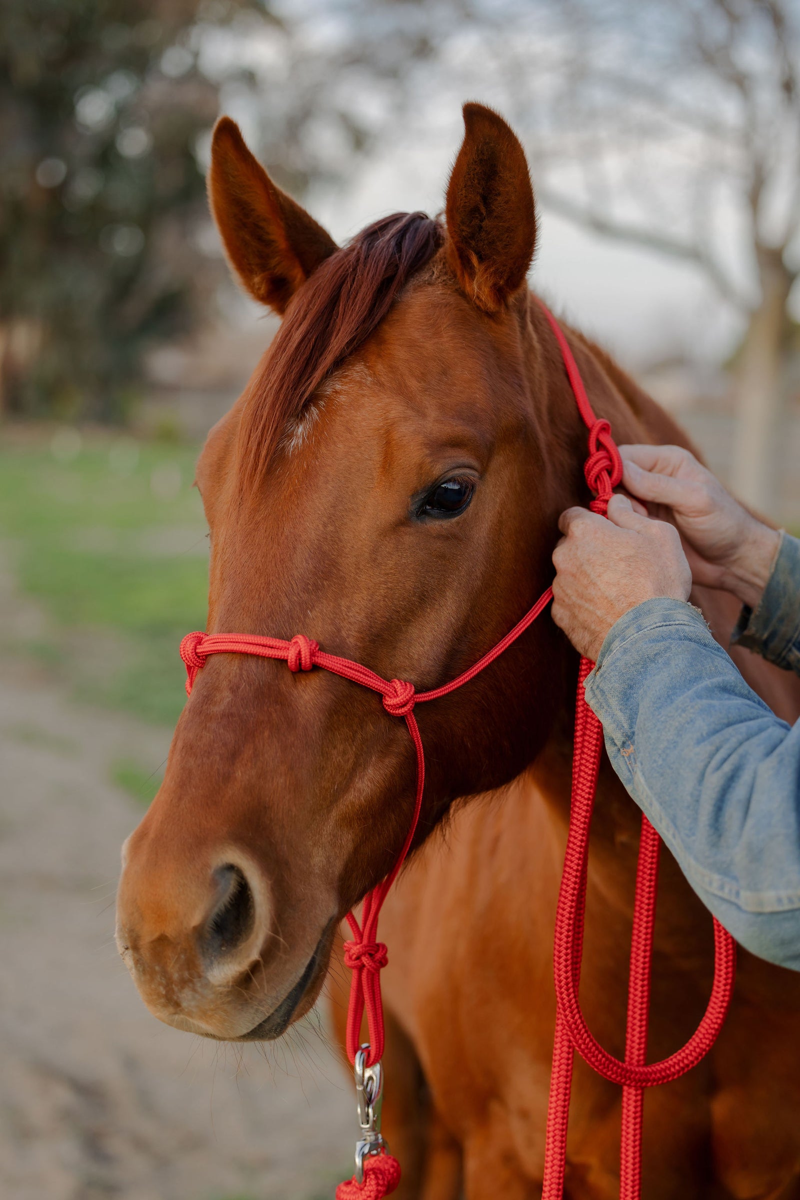 4 Knot Halter and Lead Set