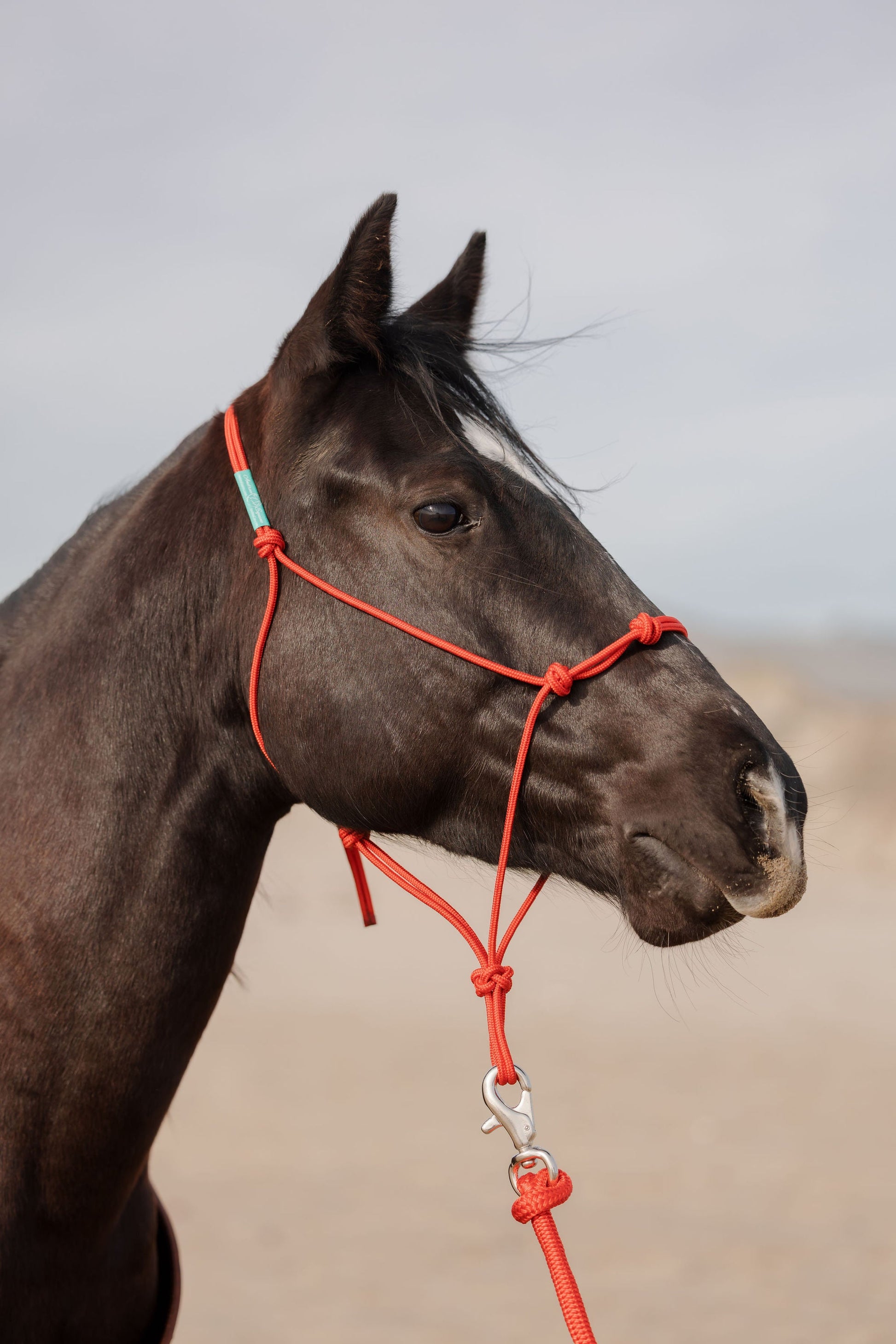 Training halter on the horse, three-quarter view.