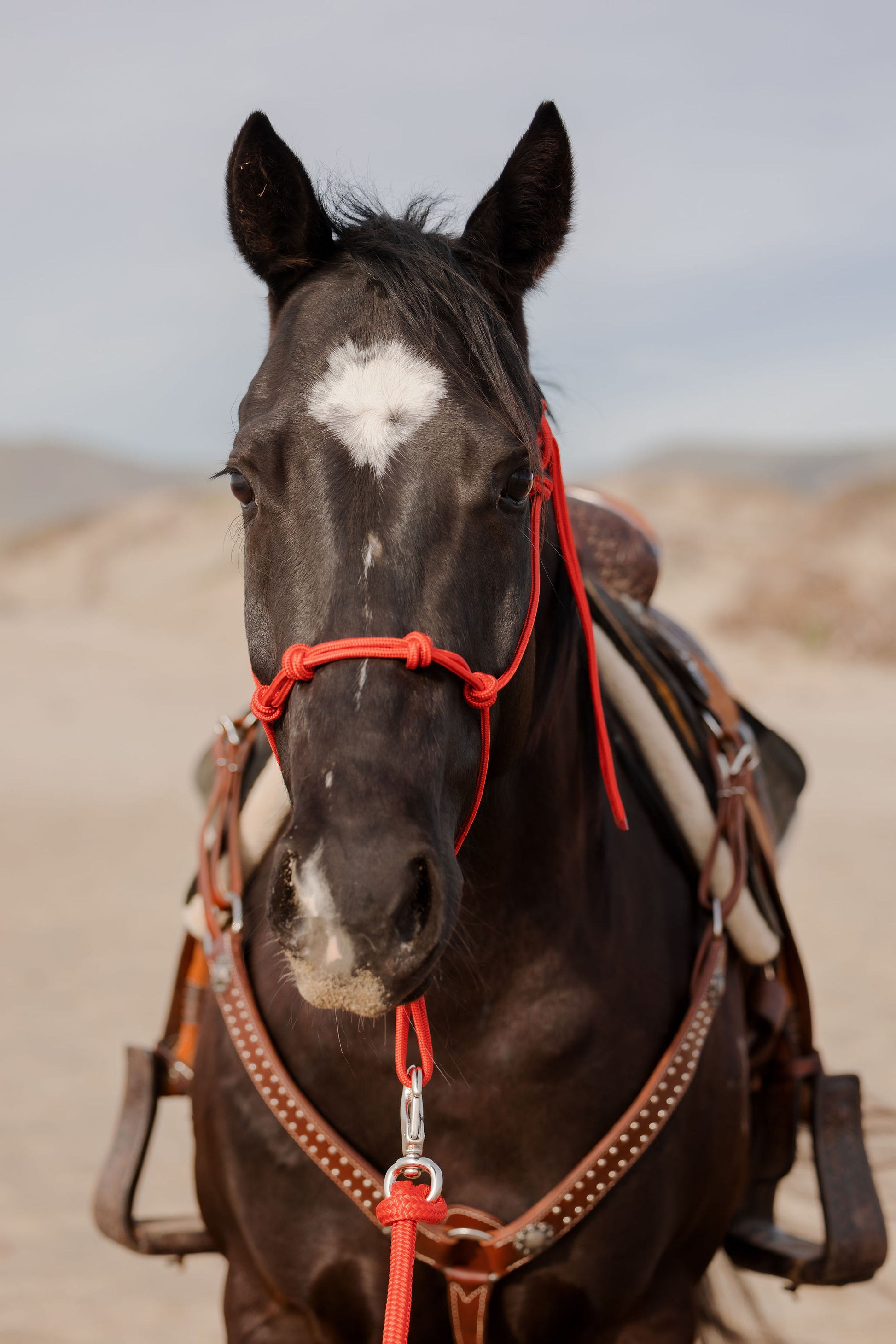 4 Knot Halter and Lead Set, detail 1