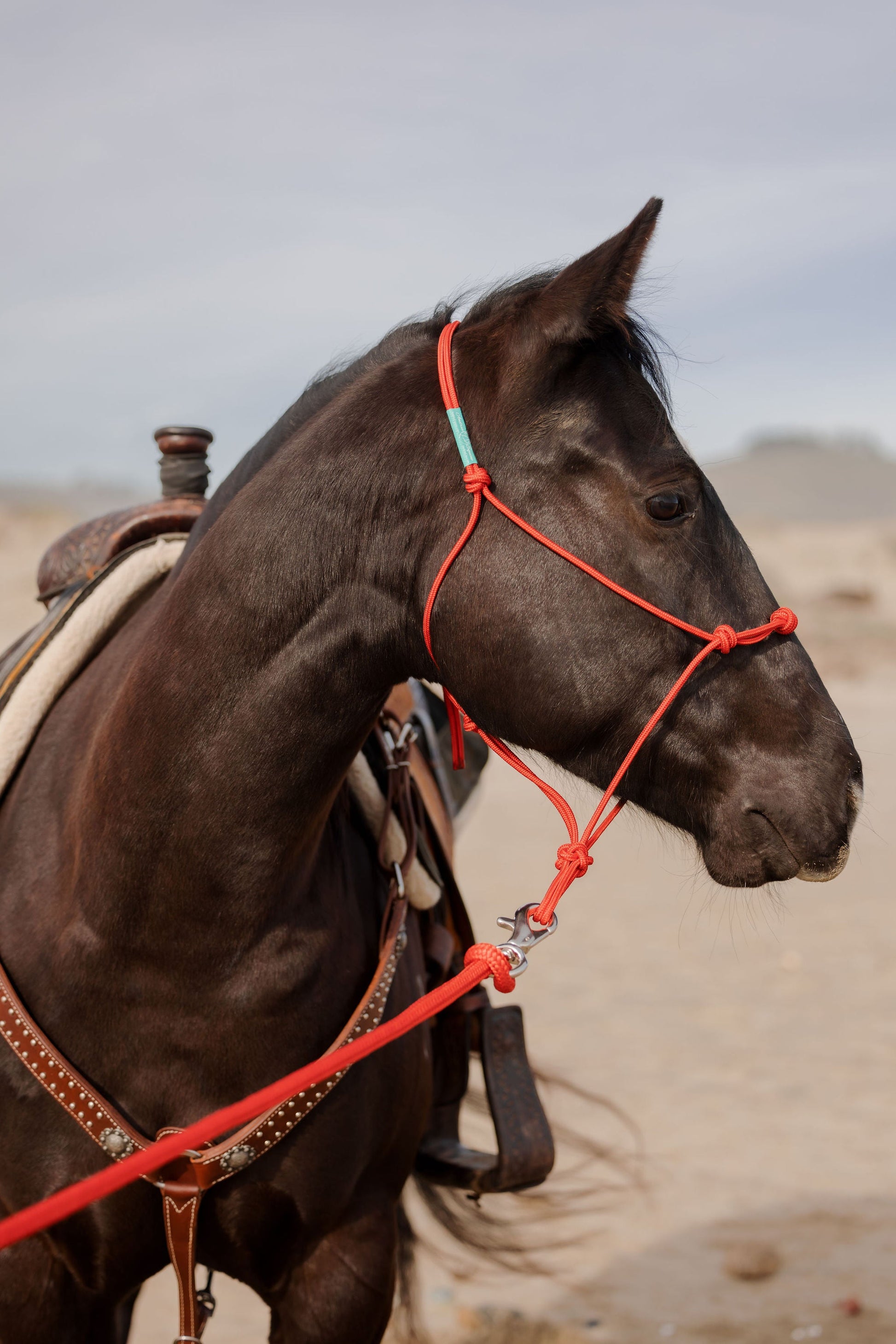 Training halter fitted, profile.