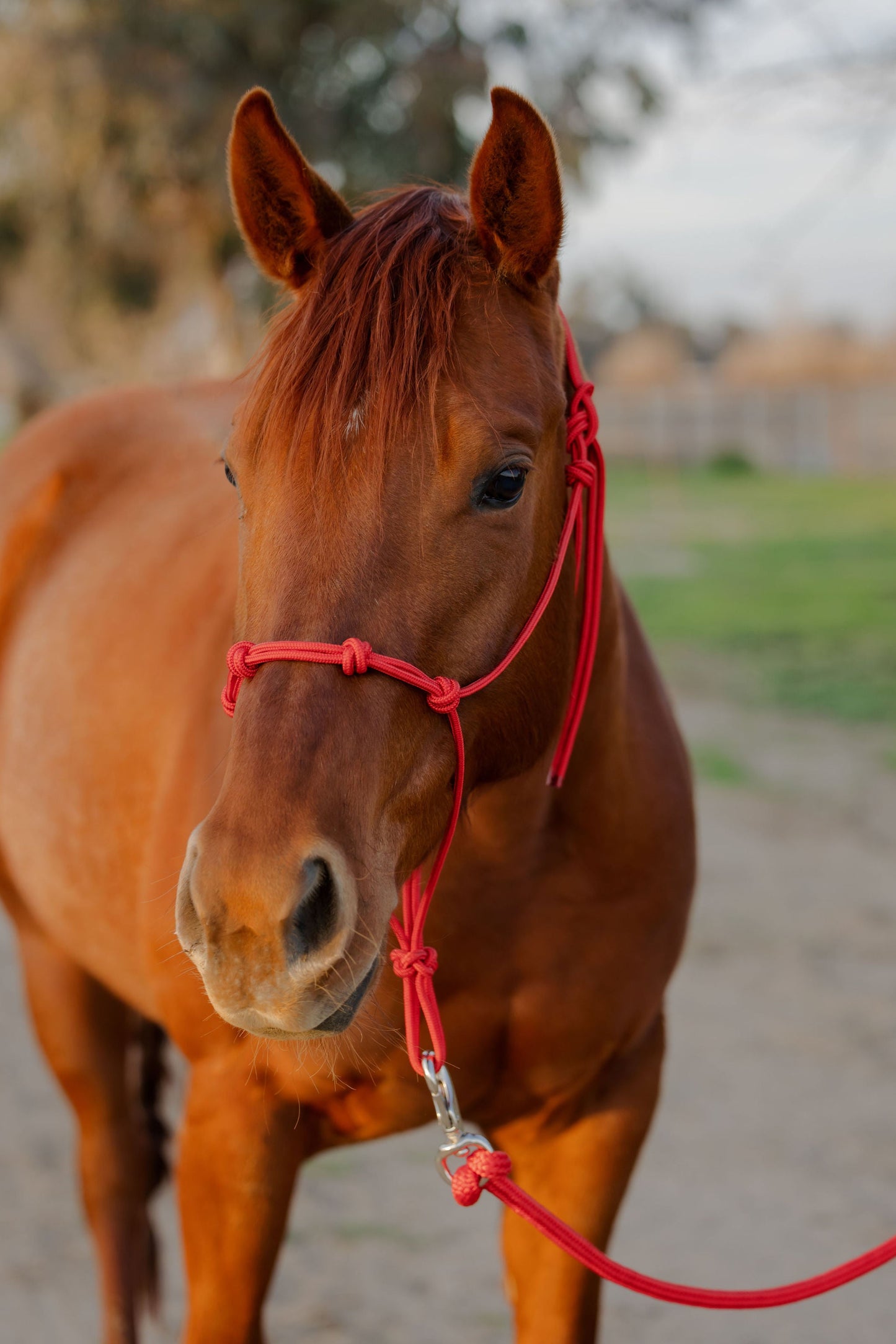Training halter fitted, front view.