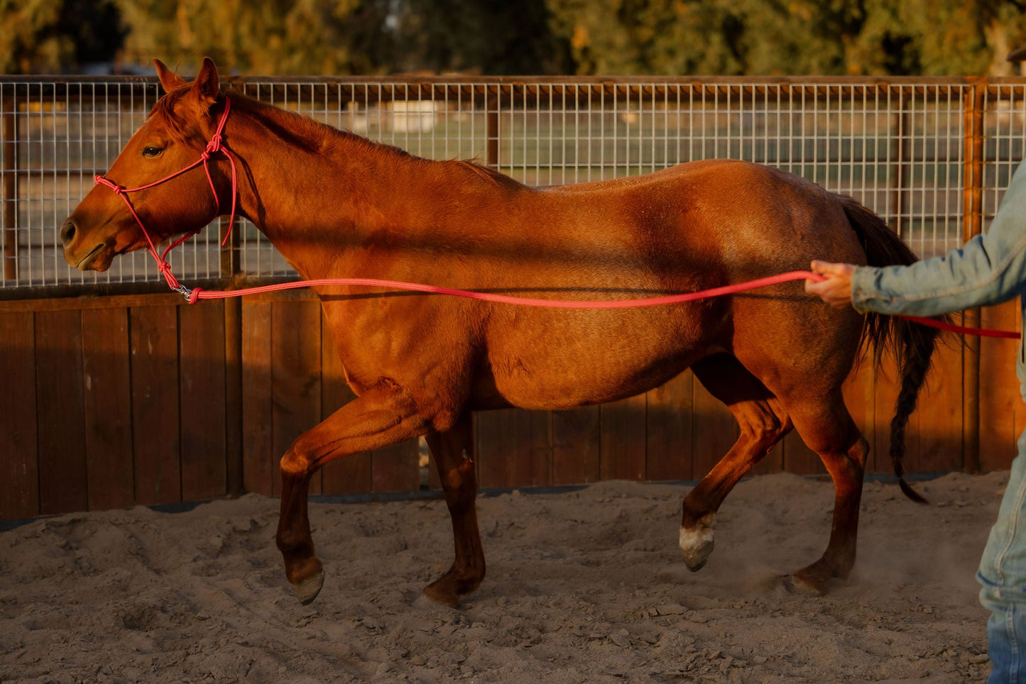 Full length of the lead rope alongside the horse.