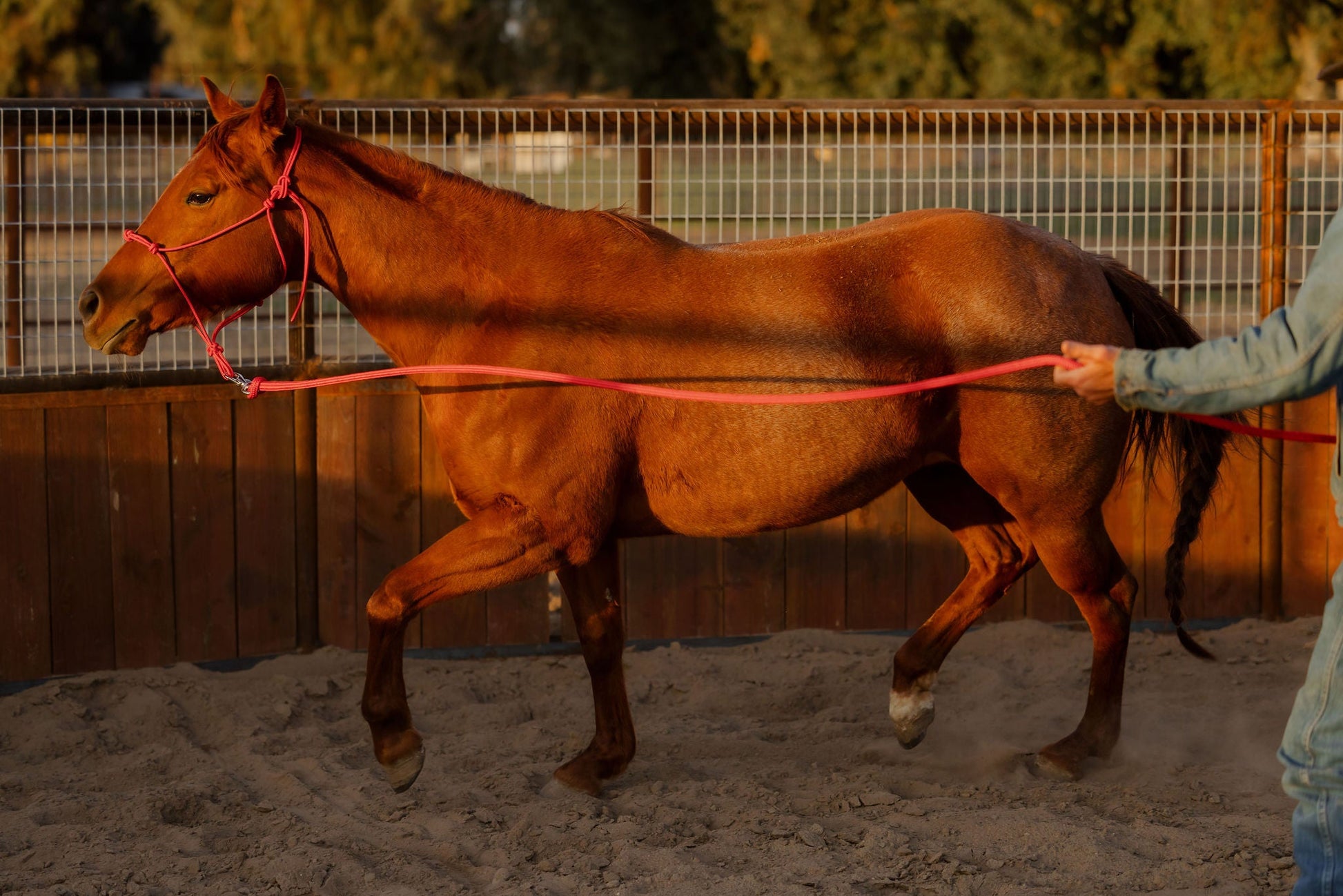 Full length of the lead rope alongside the horse.
