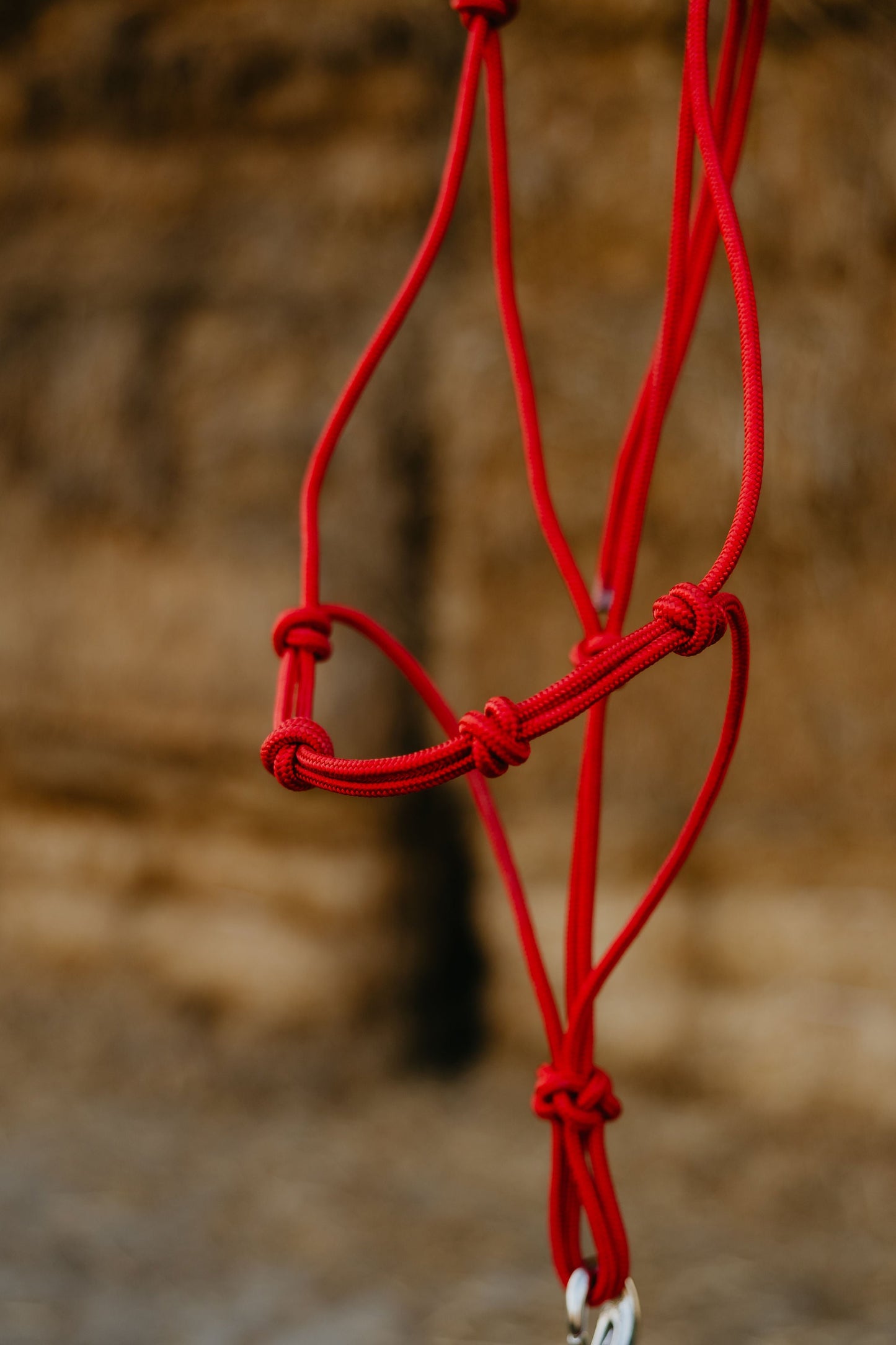 Knot spacing and noseband of the training halter.