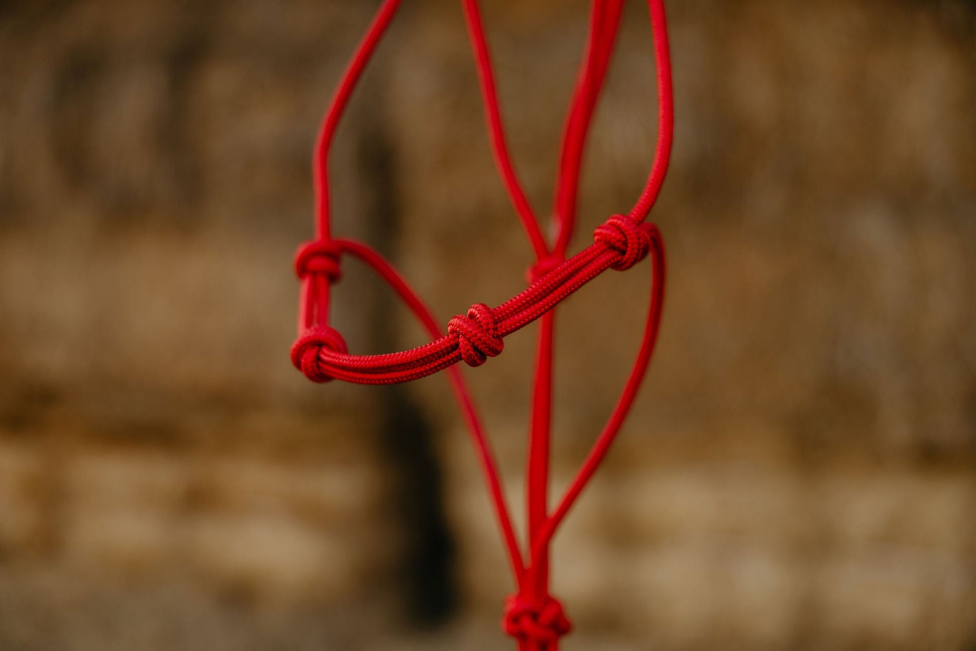 Four-knot training halter, hung full length.