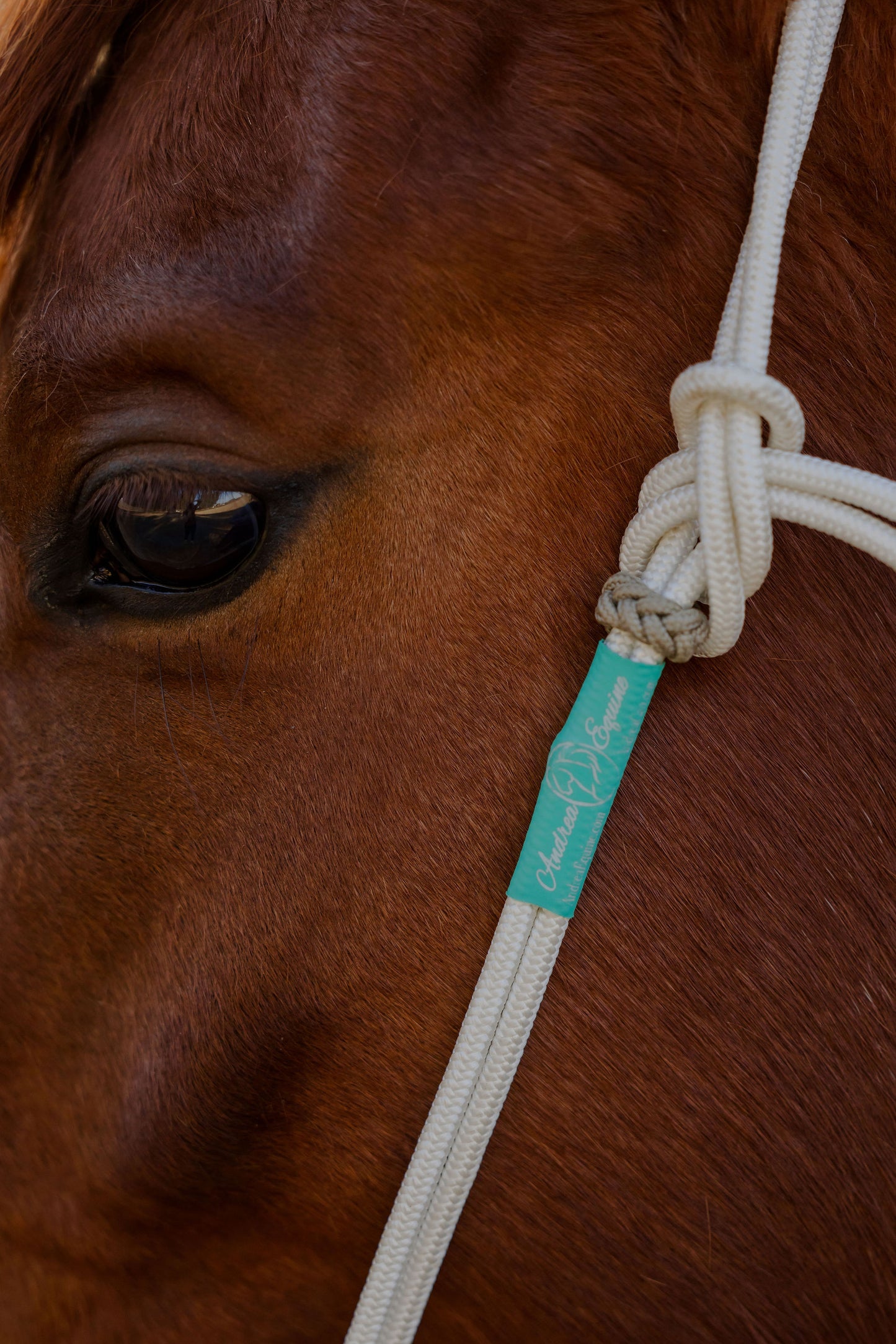 Rope Headstall, detail 1